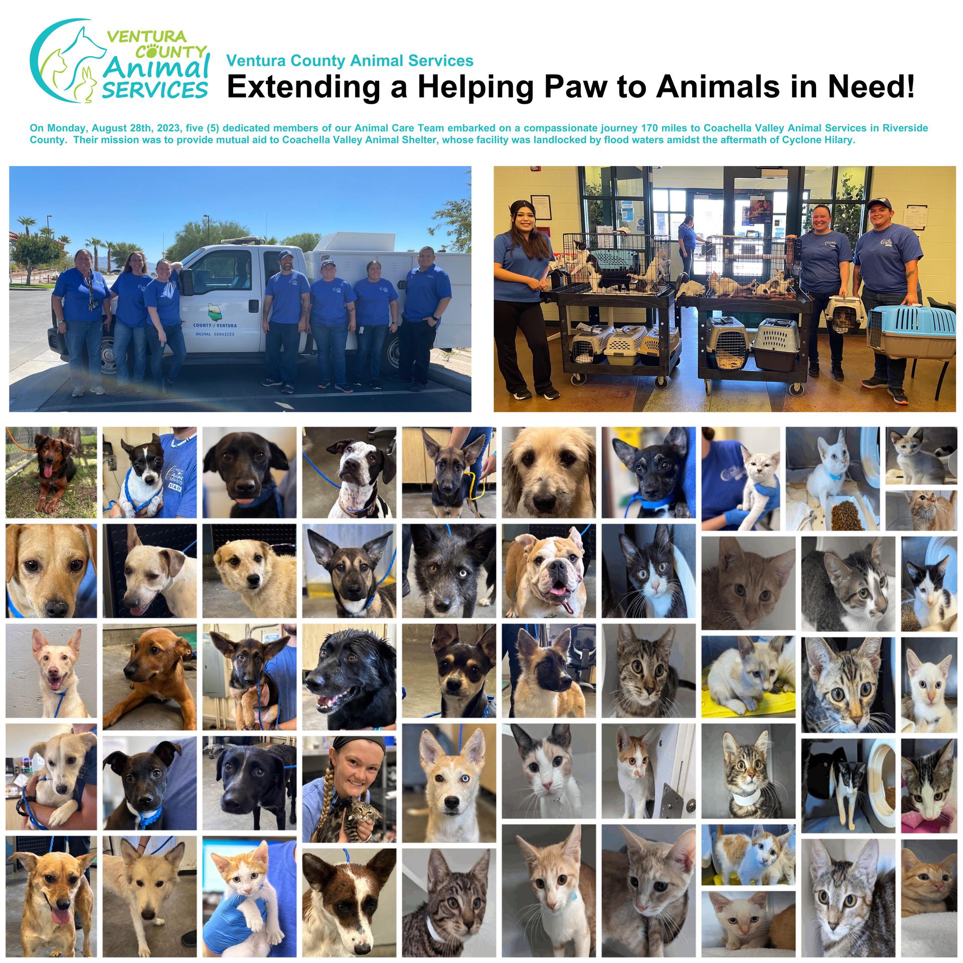 Cat Programs - Ventura County Animal Services